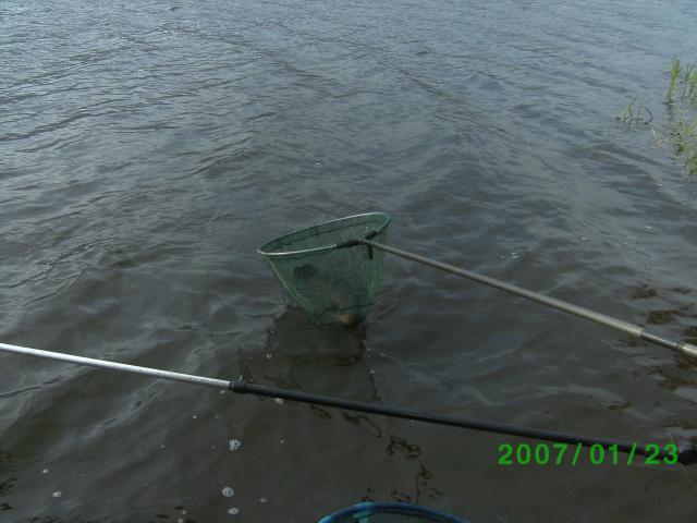 La tanche